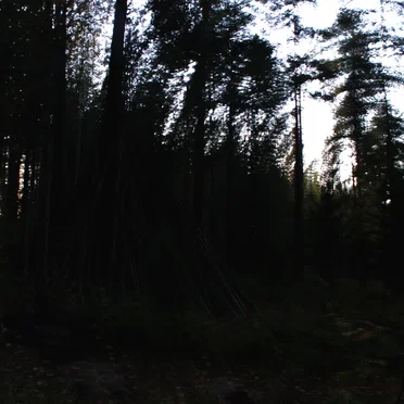 Songs For The Trees