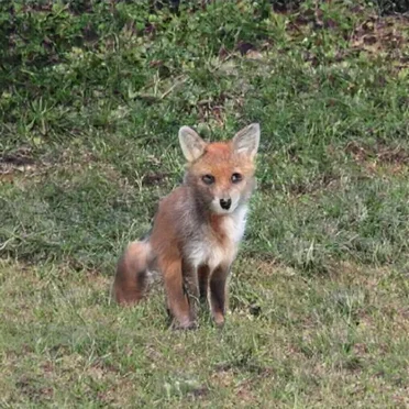 fox plush