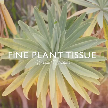 Fine Plant Tissue by Daniel Weidauer - album cover