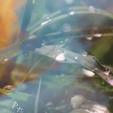 朝露は木漏れ日に溶けて