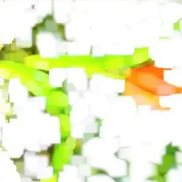 As Bambi Grew Older the Little White Spots on His Back Disappeared