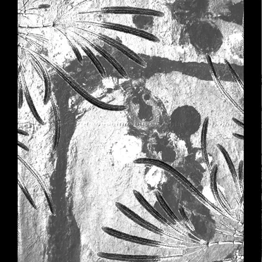 laskovoe echo / >o< – death of underwater jungle / βαλτικη ὑστέρα – split