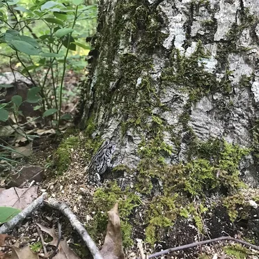 Lilliputian Goblin Sage of Natural Arboretum
