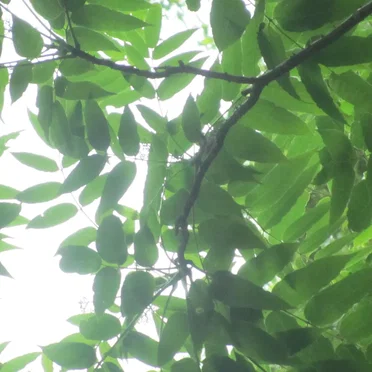 bamboo forest. grass sea