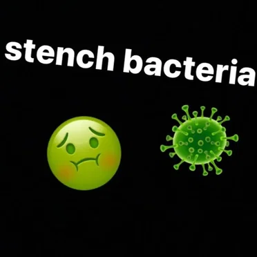 stench bacteria