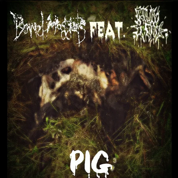 Pig