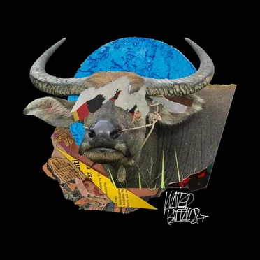 Water Buffalos by Chase Moore - album cover