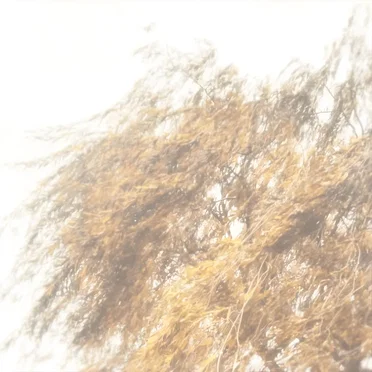 Salix by Loula Yorke - album cover