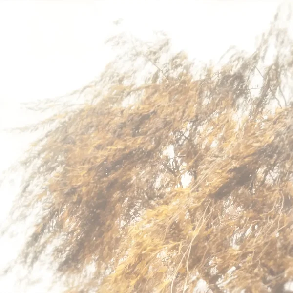 Salix