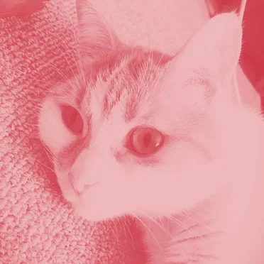 CATape 01