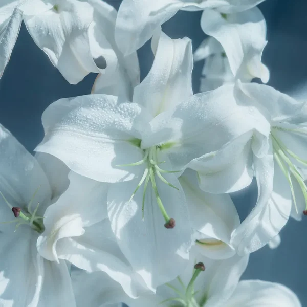 Lily
