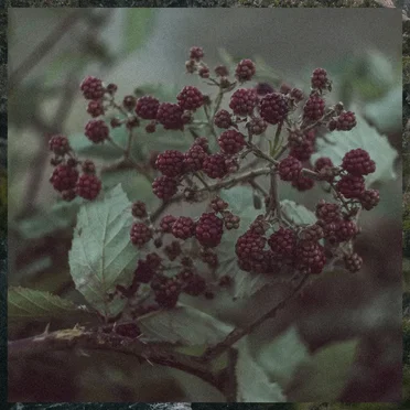 Sadness and Berries