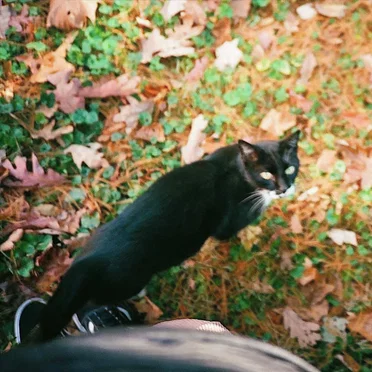 when autumn leaves fall by the apology club - album cover