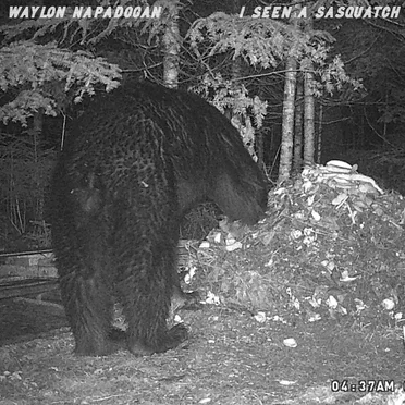 I Seen a Sasquatch by Waylon Napadogan - album cover