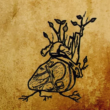 Harvest Aorta