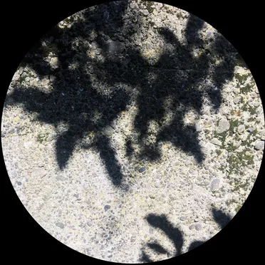 MOA066