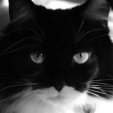 Untitled by Unknown Cat - album cover