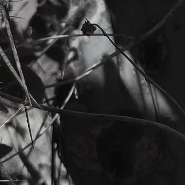 Twilight of Perception 10