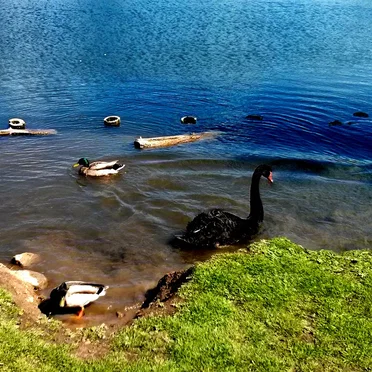 Obliteration on Duck Island