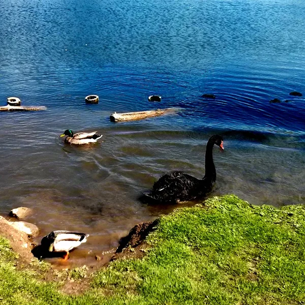 Obliteration on Duck Island
