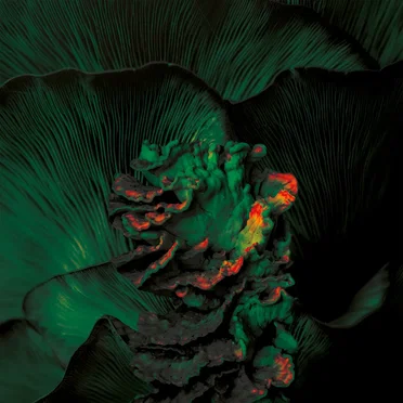 Mycelia by Ameli Paul - album cover
