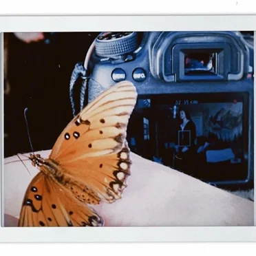 Butterfly Effect (Acoustic) by Maddi Jane - album cover