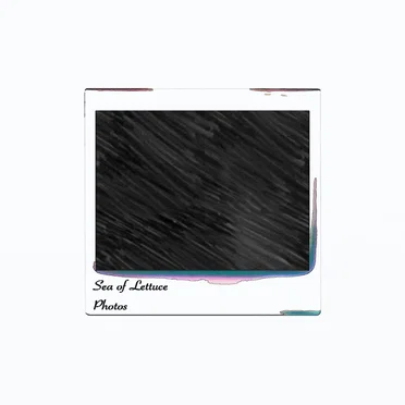 Photos by Sea of Lettuce - album cover