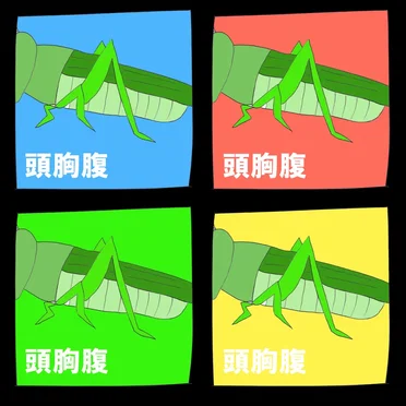 頭胸腹