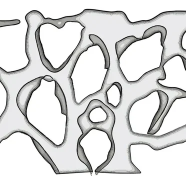 Bones