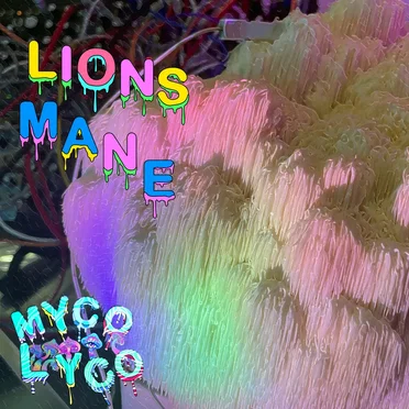 Lions Mane Goes Hard