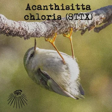 Acanthisitta chloris