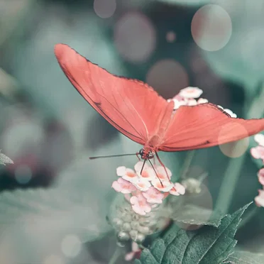 wie ein Schmetterling im Netz gefangen