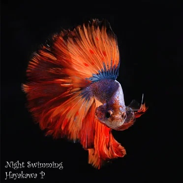 Night Swimming by Plutonius(ハヤカワP) - album cover