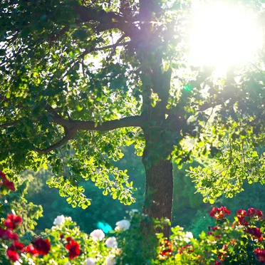 Provence (improvised – with intro)
