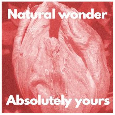 Natural Wonder by Absolutely Yours - album cover
