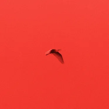 Lettere animali by Rosso Polare - album cover