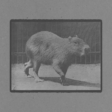 Capybara Walking by Muybridge - album cover