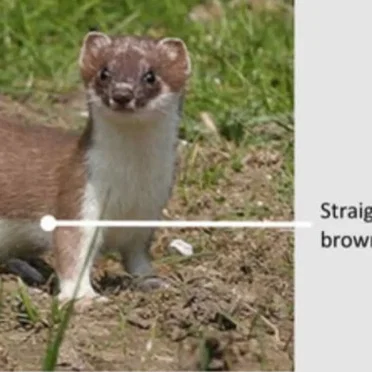 stoatbiscuitt img_7969