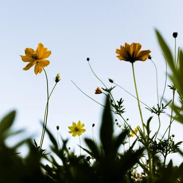 The melody here and now