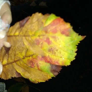 brittle flame refraction