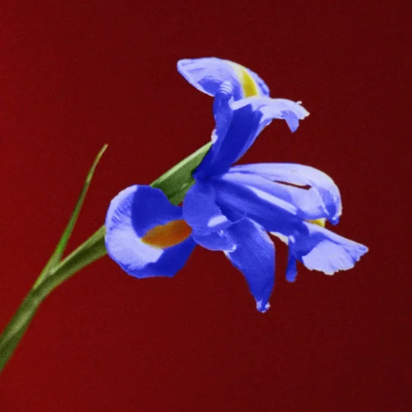 Indigo
