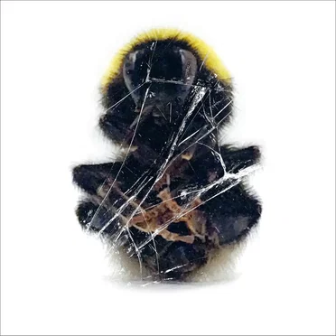 Walls And Dimensions