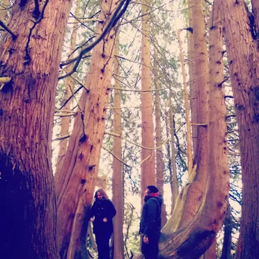 Whose Woods These Are