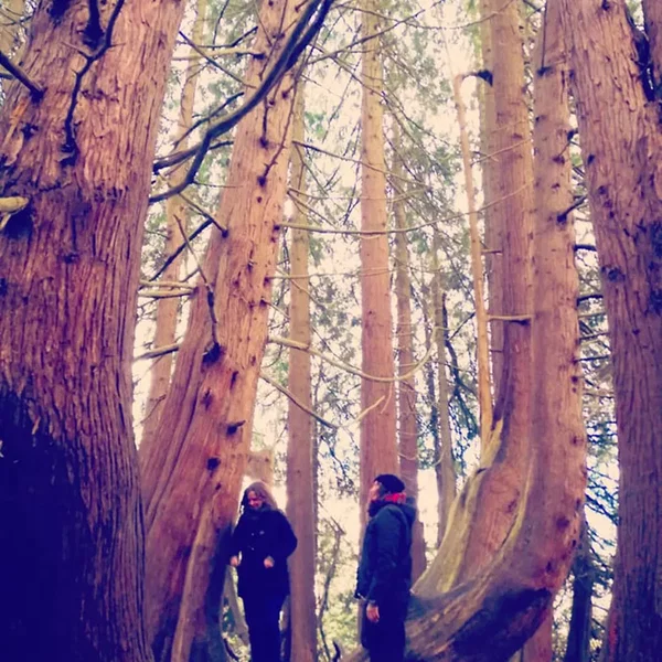 Whose Woods These Are