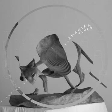 Tazmanian Tiger