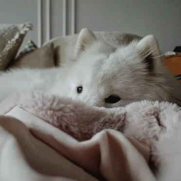 Music for Sleeping Pups