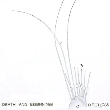 Death and Beginnings by Deetloss - album cover