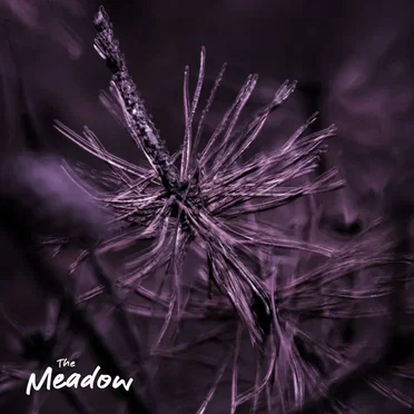 The Line by The Meadow - album cover
