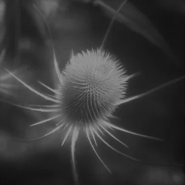 azurescens by ssabæ - album cover