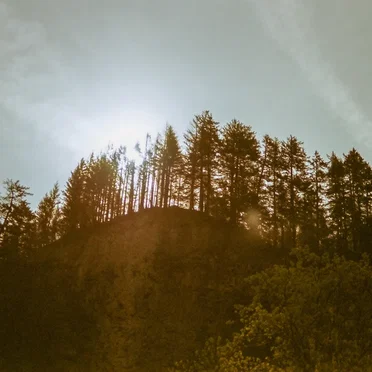 Golly Them Trees by Criminelly! - album cover